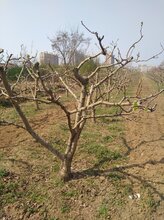 运城供应精品山楂树造型树图片