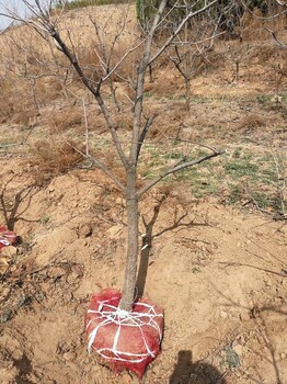 找柿子树选择运城山楂树种植基地