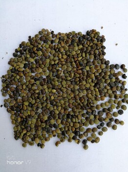 常年內(nèi)蒙烏拉爾紅皮甘草種子