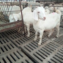 羊苗种羊养殖场