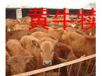 3至5个月的肉牛犊养殖场直销图片