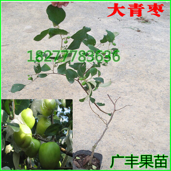 良種進口臺灣大青棗苗蜜絲棗樹苗臺南棗苗大果青棗苗