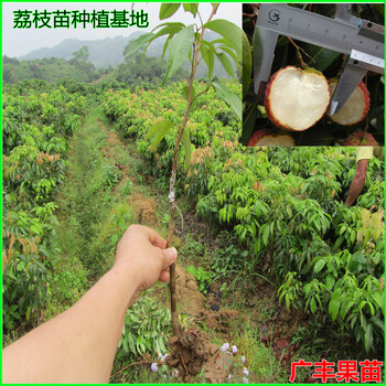 A4无核荔枝树苗桂味荔枝苗妃子笑糯米糍荔枝苗嫁接果树苗包邮