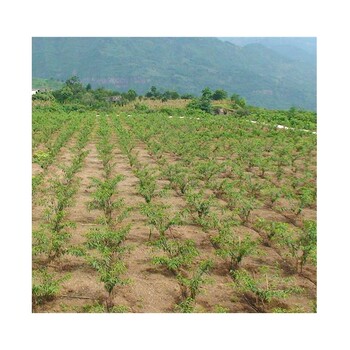 新乡果园灌溉滴灌带型号规格选择