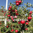 米径0.8公分矮化苹果苗2元/棵