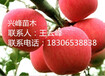 临沂柱状苹果苗价格、临沂柱状苹果苗供应