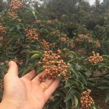 亮眼的花椒苗。合算的大紅袍花椒苗