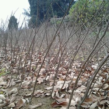 临沂王云峰产地批发板栗苗、大红袍板栗苗