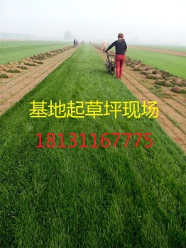 草坪怎么種植，草皮單價，賣草坪，綠化草坪
