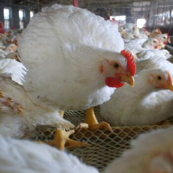 养殖供应肉鸡益生菌