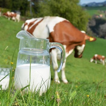 提高奶牛产奶量，增加奶牛产奶量的方法
