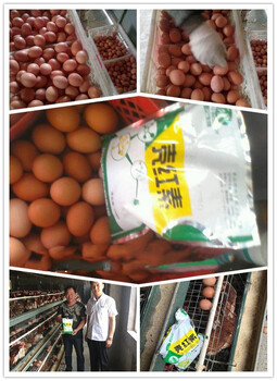 山东蛋鸡养殖益生菌，壳红素改善蛋壳颜色等质量问题