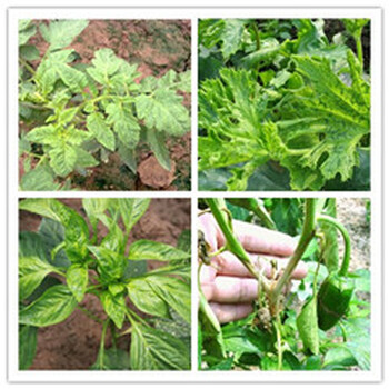 蔬菜病毒病新型藥殲毒110納米生態(tài)膜