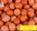 能讓蛋殼品質更好的蛋雞飼料添加劑廠家