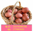 改善蛋壳品质专用产品