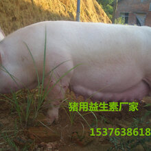 猪圈臭降低氨臭专用养猪益生菌图片