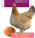 蛋鸡免疫力低蛋鸡掉蛋多怎么办