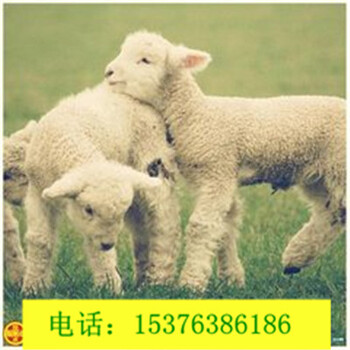 育肥羊饲料添加剂增强羊食欲调理肠道