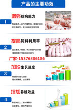 猪用益生菌说明和猪用益生菌图片图片