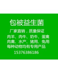 养鸡改善肠道的蛋鸡益生菌图片