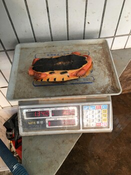 東莞地區(qū)出售海南大黃頭公一條