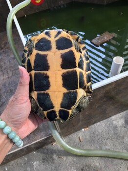 南石金錢龜