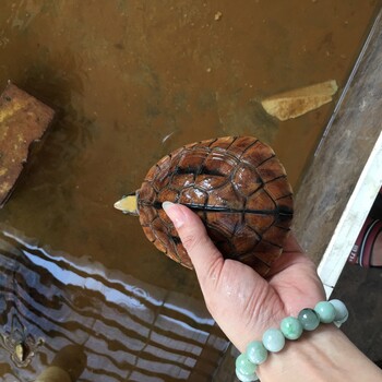 海南金錢龜母