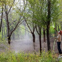 2021朝阳区园林专车打药园林绿化打药报价单