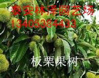 山东林泽苗木板栗苗板栗种植技术基地种植量大优惠图片0