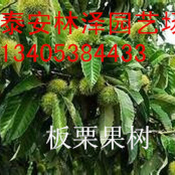 山东林泽苗木板栗苗板栗种植技术基地种植量大优惠