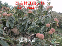 山东林泽苗木板栗苗板栗种植技术基地种植量大优惠图片3