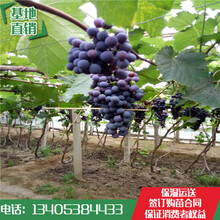 山东林泽苗木优质葡萄苗葡萄种植技术基地种植