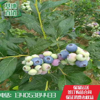山东林泽苗木蓝莓苗蓝莓种植技术基地种植量大优惠