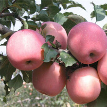 山东林泽苗木优质苹果苗苹果种植技术基地种植量大优惠