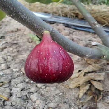 山东林泽苗木无花果苗无花果种植技术基地种植