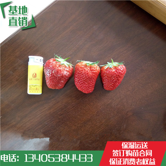 翁源草莓苗價(jià)格全草莓苗哪家便宜