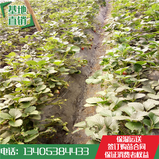 石排鎮(zhèn)草莓苗價格甜寶草莓苗哪家好