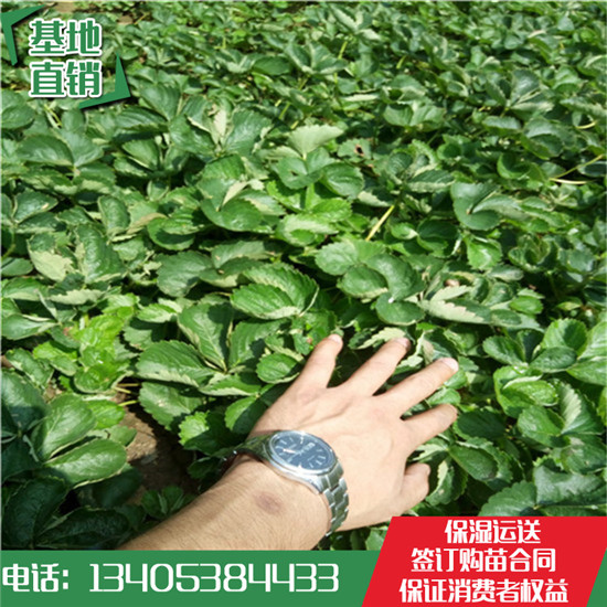 草莓苗供應(yīng)價(jià)格白草莓苗后續(xù)價(jià)格