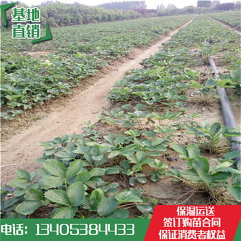 石排鎮(zhèn)草莓苗價(jià)格甜寶草莓苗哪家質(zhì)量好