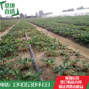 長安鎮(zhèn)草莓苗價格章姬草莓苗哪家便宜
