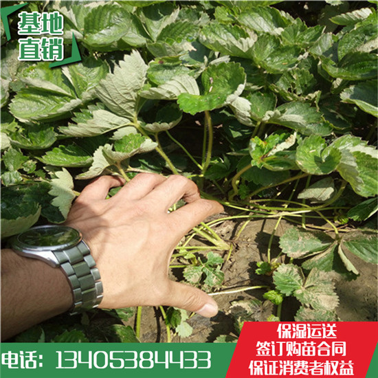 翁源草莓苗價(jià)格全草莓苗哪家便宜