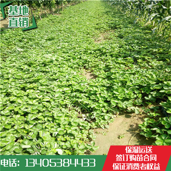 草莓苗供應(yīng)價(jià)格白草莓苗后續(xù)價(jià)格