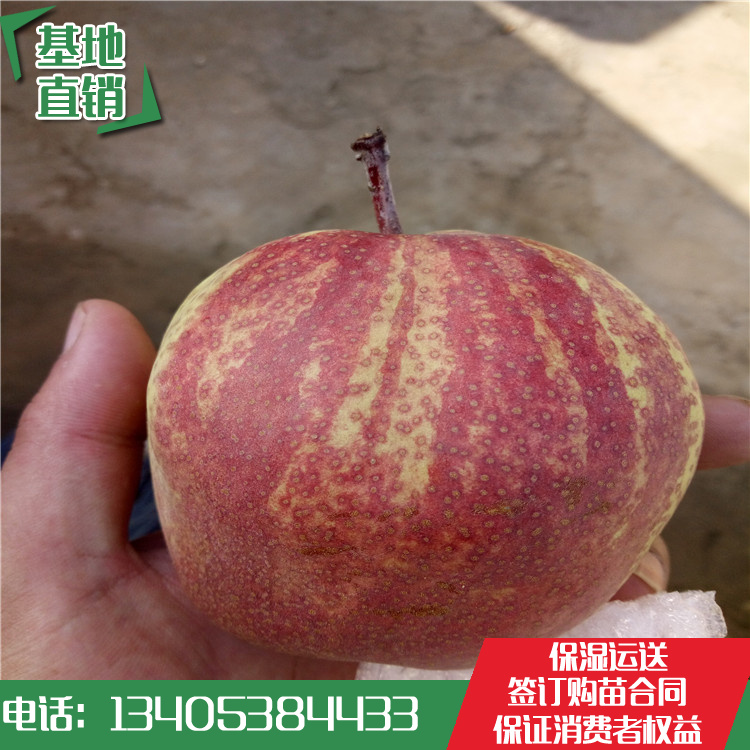 2018年嫁接紅香酥梨樹苗栽植范圍