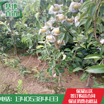 2018年3公分中梨4號梨樹苗畝產(chǎn)高單果大