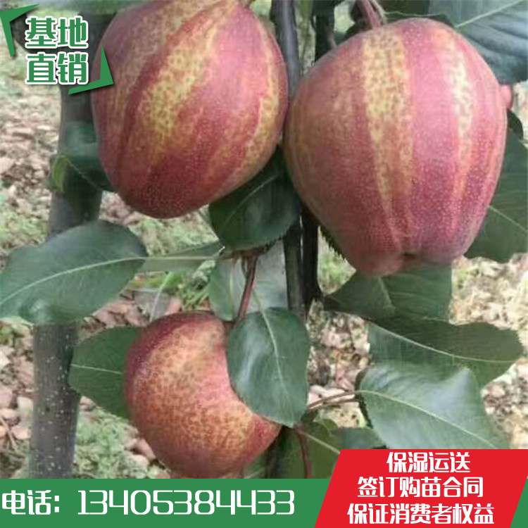2018年2公分梨樹苗果肉脆甜