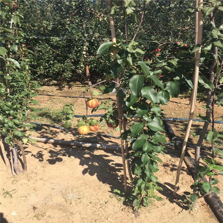 4公分早酥红梨树苗栽植基地批发