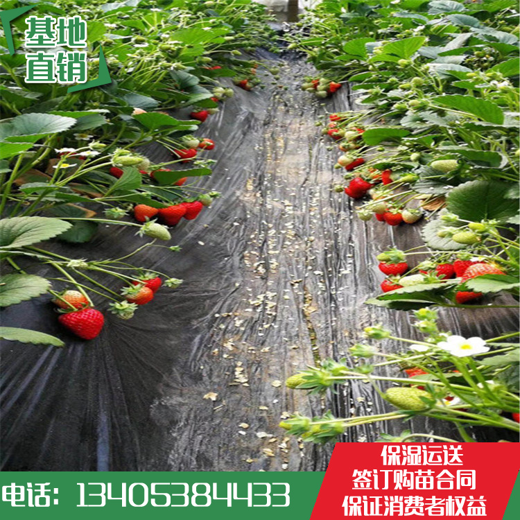賣九香草莓苗2018年草莓栽子苗的電話