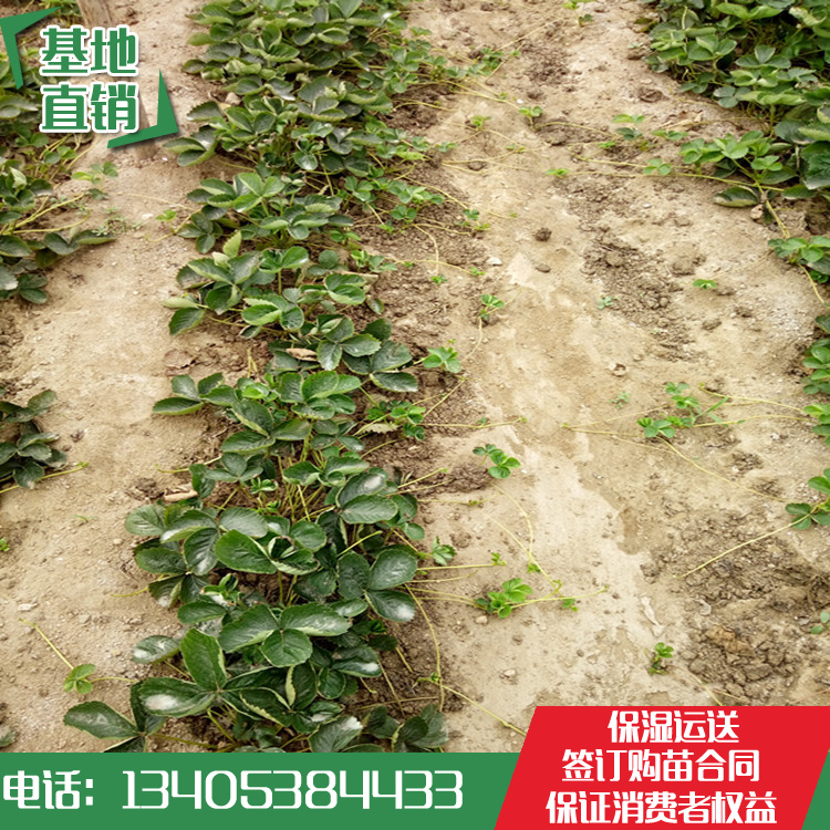 賣九香草莓苗2018年草莓栽子苗的電話