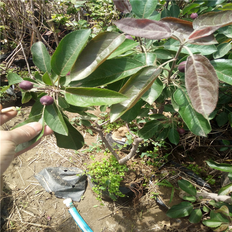 今年苹果苗价格红星苹果苗果大成活率高