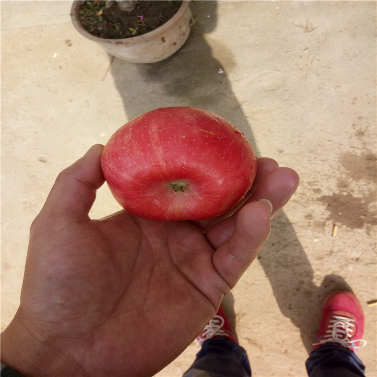 柱状苹果苗基地供应矮化烟富系列苹果苗哪里便宜